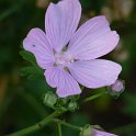 Malva alcea fleur
